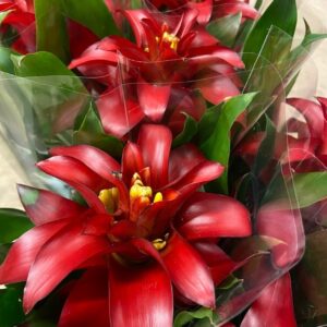 GUSMANIA SALINAS MÖRKRÖD K:13CM x6