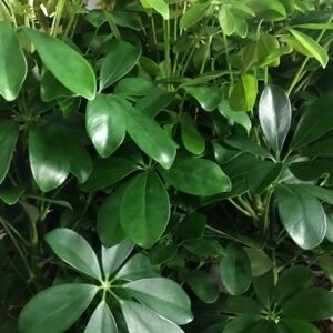 SCHEFFLERA NORA GRÖN K:13CM x8