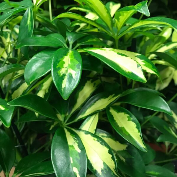 SCHEFFLERA GERDA BROKIG K:13CM x6