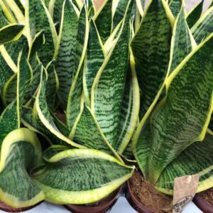 SANSEVERIA LAURENTII K:12CM x10