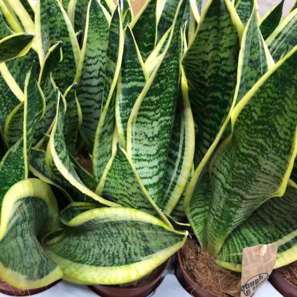 SANSEVERIA LAURENTII K:12CM x10