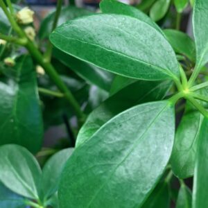 SCHEFFLERA ACTINOPHYLLA ARVID x6