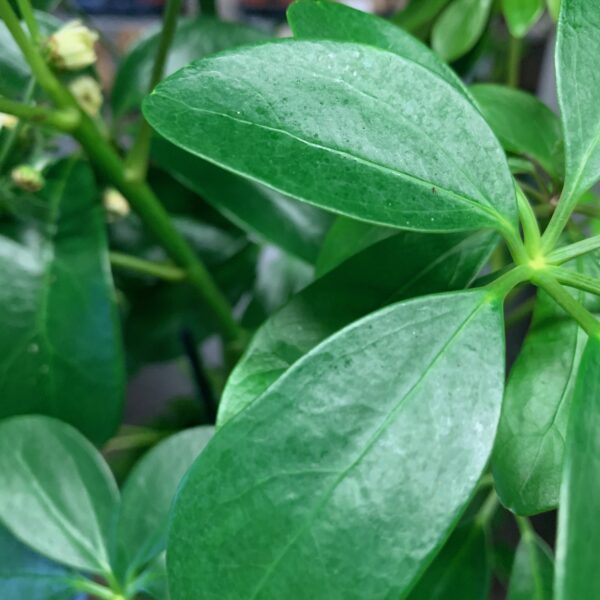 SCHEFFLERA ACTINOPHYLLA ARVID x6