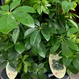 SCHEFFLERA ARBORICOLA ARVID x6