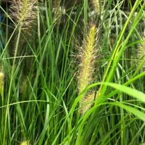 GRÄS PENNISETUM HAMELN K:13CM x8