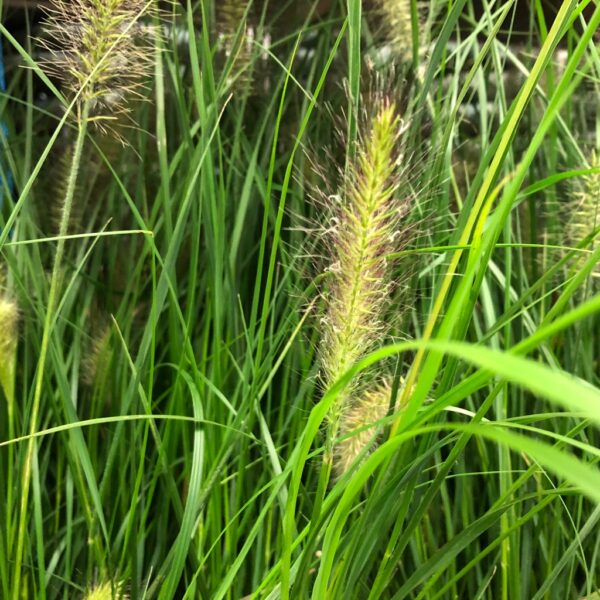 GRÄS PENNISETUM HAMELN K:13CM x8