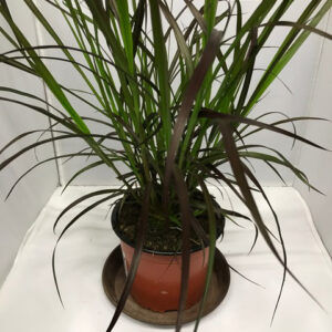 GRÄS PENNISETUM RUBRUM K:12CM x10