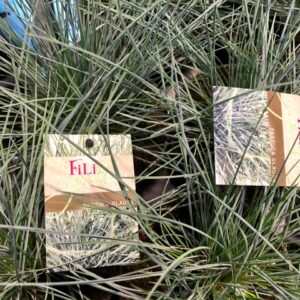 GRÄS FESTUCA GLAUCA x15