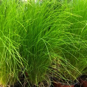 GRÄS STIPA K:12CM x10