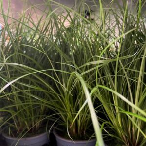 GRÄS CAREX BRUNNEA K:9CM x12