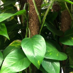 EPIPRENUM MOSSTOCK H:80-100CM