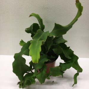 EPIPHYLLUM K:12CM x6