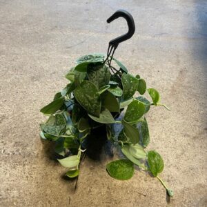 SCINDAPSUS SILVERY ANN AMPEL K:19CM