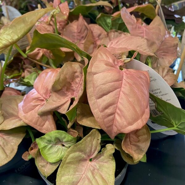 SYNGONIUM NEON ROSA K:12CM x8