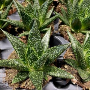 GASTERIA D DUE/TIGA K:8CM x12