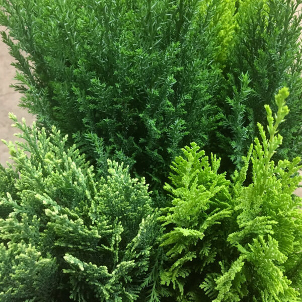 EN CONIFER MIX K:10CM x12