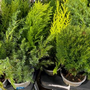 EN CONIFER MIX K:9CM x18