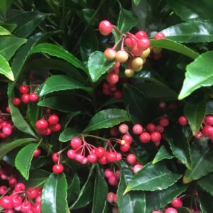 ARDISIA RÖD PREMIUM x7
