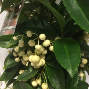 ARDISIA VIT PREMIUM x7
