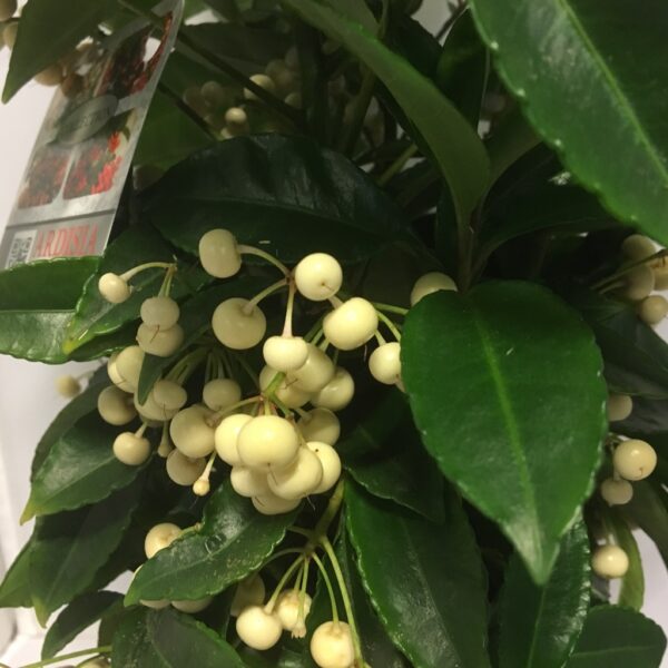 ARDISIA VIT PREMIUM x7
