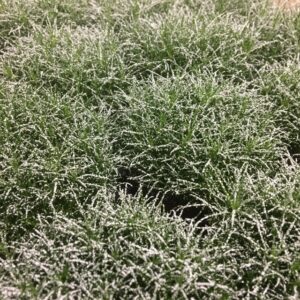 SAGINA GRÄS M SNÖ 9CM x18