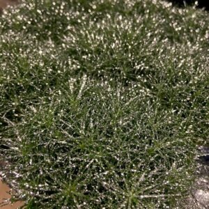 SAGINA SILVERGLITTER K:9CM x18