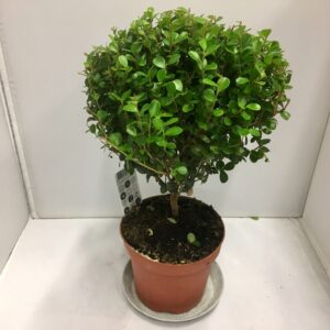 MYRSINE PÅ STAM K:12CM x6