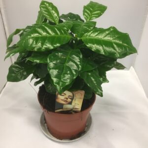 COFFEA ARVID K:12CM x6
