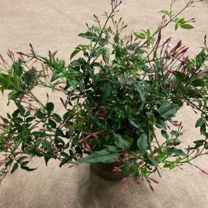 JASMIN MÖRKROSA BORD K:12CM x6