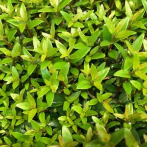 MYRTEN PÅ STAM K:12CM x6