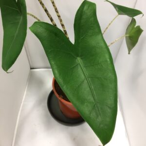 ALOCASIA ZEBRINA K:17CM x6