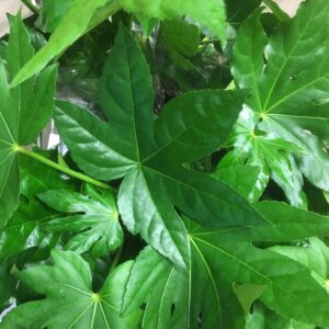 ARALIA FATSIA K:12CM x10