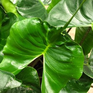 ALOCASIA STINGRAY K:12CM x6