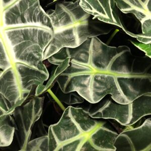 ALOCASIA POLLY K:12CM x10