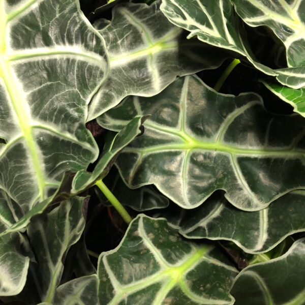 ALOCASIA POLLY K:12CM x10