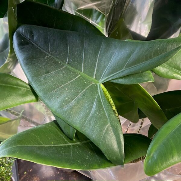 ALOCASIA ZEBRINA K:21CM