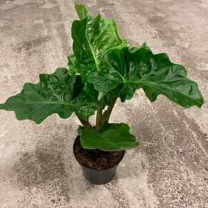 ALOCASIA LOWRIDER KOMPAKT K:12CM x10
