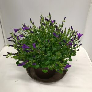 CAMPANULA BLÅ K:10,5CM x6
