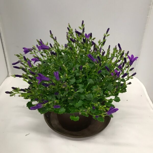 CAMPANULA BLÅ K:10,5CM x6