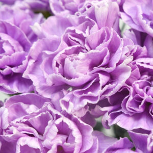 NEJLIKA MOONAQUA LAVENDEL