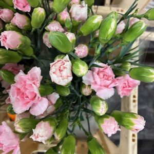NEJLIKA KVIST PINK TESSINO ROSA