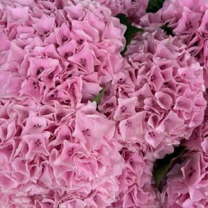 HORTENSIA SNITT MAGICAL PINK FLOYD