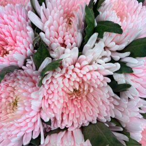 KRYSS BL STORBL FÄRGAD DUSTY PINK