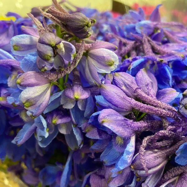 DELPHINIUM BELLA DONNA BLÅ
