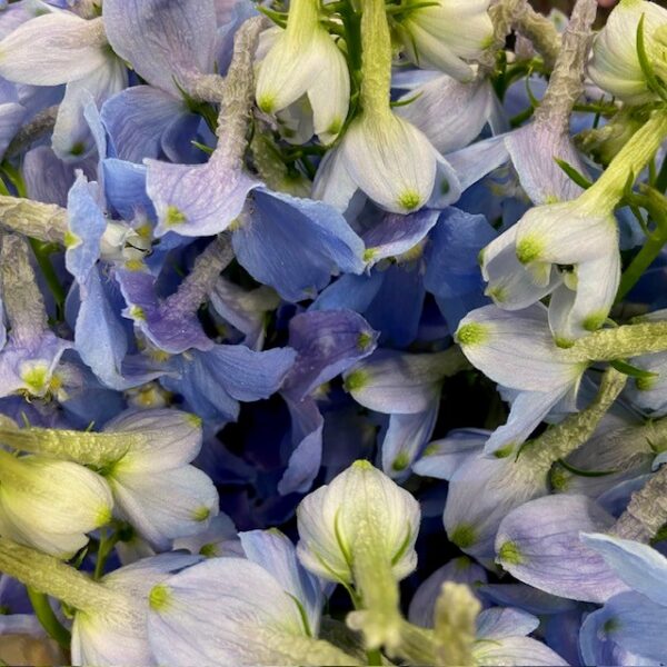 DELPHINIUM BALKLEID LJUS BLÅ CM