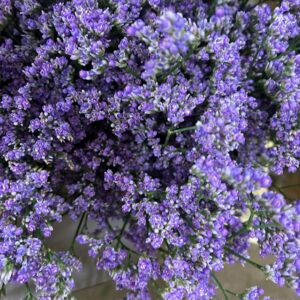 LIMONIUM UTAH LILA 60CM