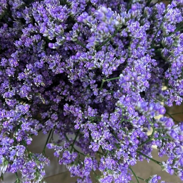 LIMONIUM UTAH LILA 60CM
