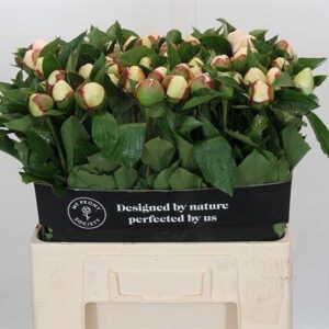 PION VIT FESTIVA MAXIMA 60CM