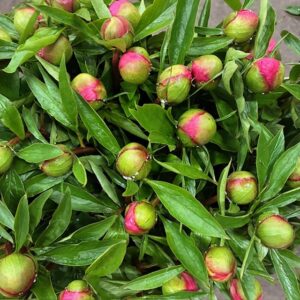 PION ROSELETTE ROSA