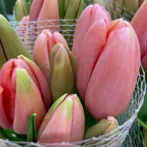 TULPAN FRANSKA RENOWN ROSA